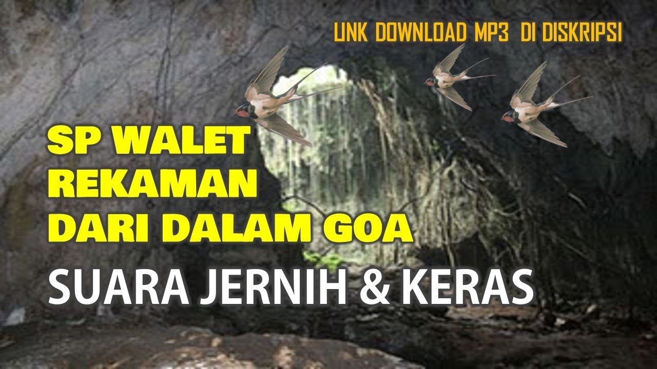 Suara Panggil Walet Ori Hasil Rekam di Goa - Jernih dan Keras