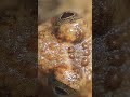 Snoring puddle frog under the microscope, Greater Kruger National Park. #frog #krugerpark #closeup