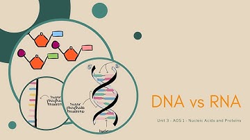 The differences between DNA and RNA