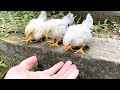 ひよこがお散歩で階段を初体験!