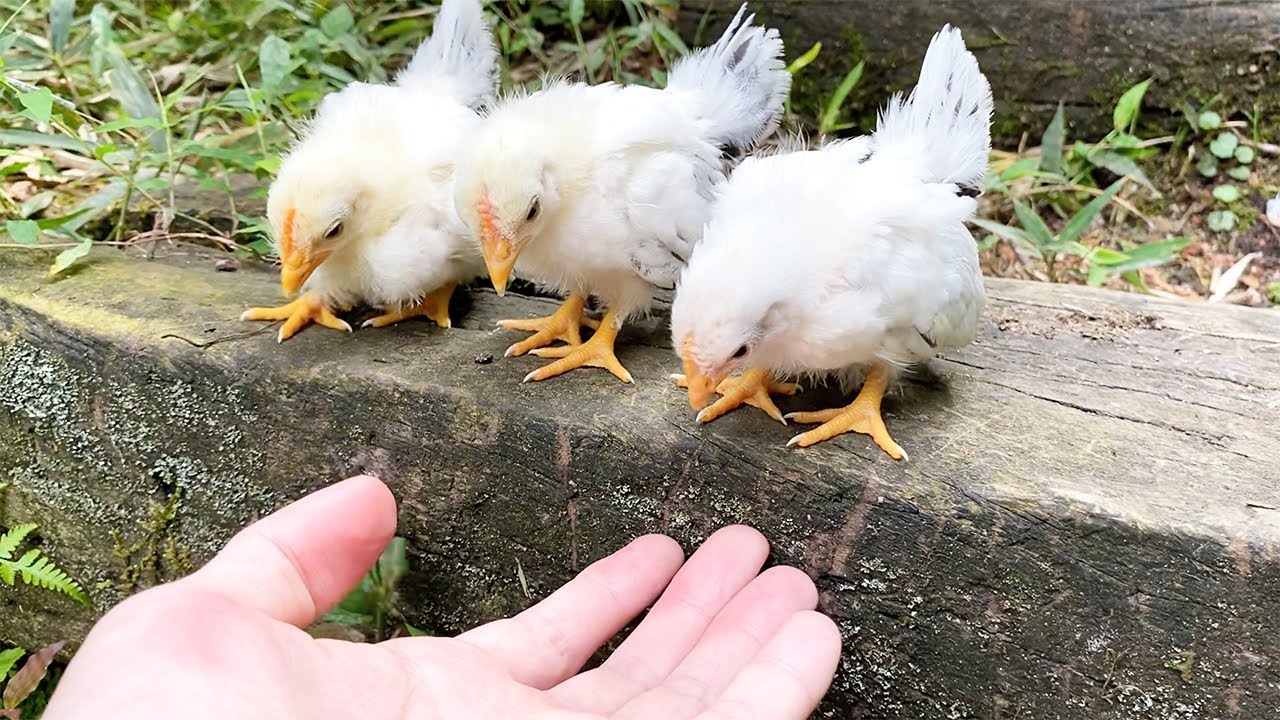 ひよこがお散歩で階段を初体験！