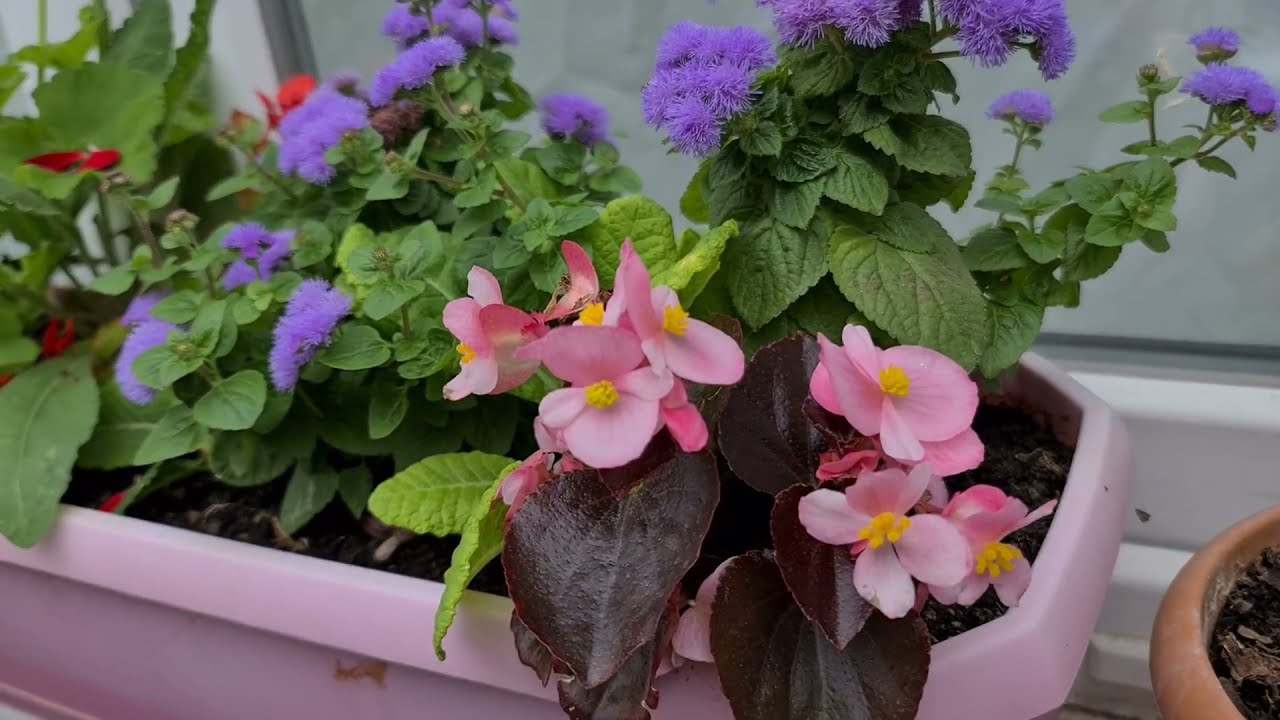 Çarşı-Pazar Diye Çıkmıştık, Yine Bir Sera Turu Yaptık! Karasu | Taşan Dereler