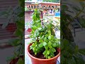 Tumko Dekha To #shorts #ytshorts #plants #yutubeshorts #shivangi75
