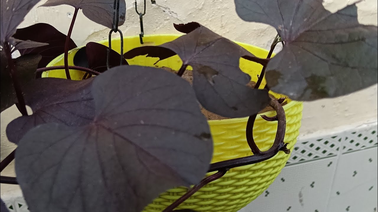 Aaj Maine lagai hanging basket mein sweet potato vine