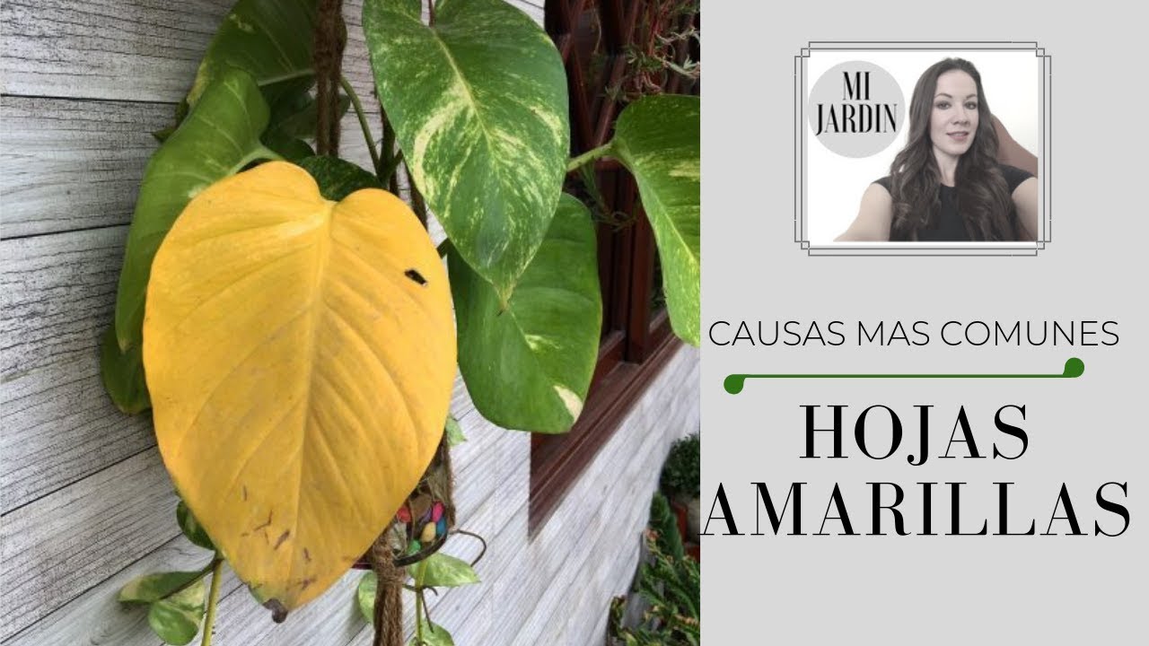 PORQUE LAS HOJAS SE HACEN AMARILLAS./CAUSAS MAS COMUNES YouTube