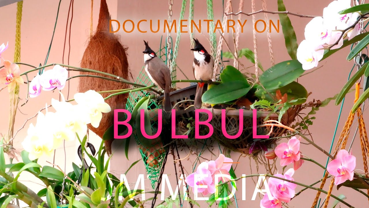 Bulbul | Birds | Red-whiskered Bulbul | Chuvannavanampady - YouTube