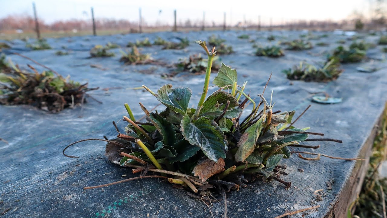 Чистка полуниці 2026.Весна на Поліссі з першими числами Березня
