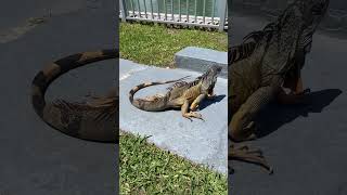 Margarita On The Attack