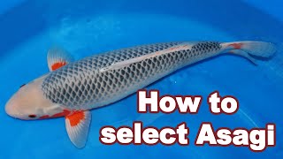 How to select high quality Asagi at Kataoka Koi Farm [ASAGI]