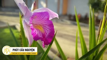 Phút Cầu Nguyện, Thứ Hai 22/11/2021: Người Trẻ Hãy Hát Với Cả Tâm Hồn