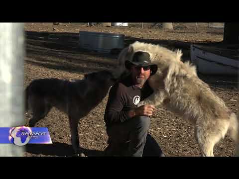 მგლისა და ძაღლის ნაჯვარი ვეტერანების თერაპიისთვის