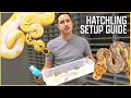 Setting Up Hatchling Ball Pythons - JKR ProTips Feat. GORGEOUS New Clown Pieds!
