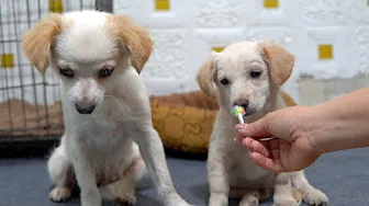 Dog Reviews Food With Her Younger Brother