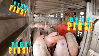 Pot Belly Pig Trailer, Unloading Pigs Ep.32