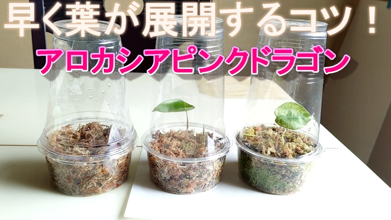 アロカシア Gem Aurora ベビー苗（コームから育成） アロカシアピンクドラゴンオーレア 芋（コーム）から早く葉を出すコツ