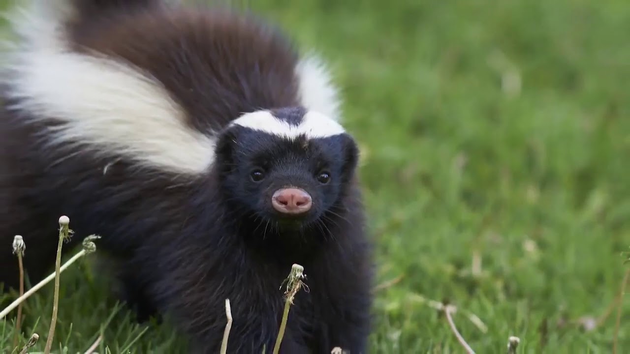 Guardian Pest Control Service Griffith Indiana 46319 YouTube