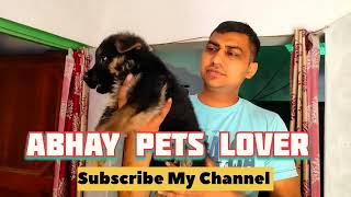 Double Coat German Shepherd Puppy & Diet #abhaypetslover by Abhay Pets Lover 368 views 2 weeks ago 1 minute, 55 seconds