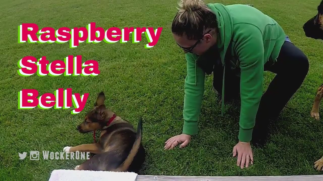Raspberry Stella Belly || Screwing With Our Dog