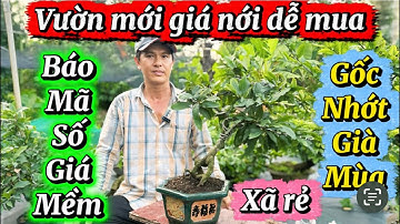 29-11-2025☎️0397730878📲mai chơi Tết gốc nhớt già mùa giá cực báo mã số cuối líp 