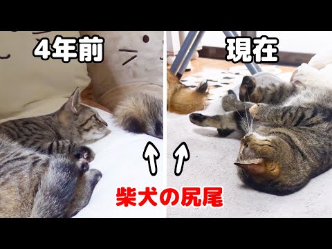 昔も今も柴犬への甘え方のクセが変わらなさすぎる猫