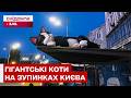 ЧЕРГОВИЙ СКАНДАЛ У МЕРЕЖІ! ЧОМУ ВСІ ОБГОВОРЮЮТЬ КОТІВ НА ГРОМАДСЬКИХ ЗУПИНКАХ