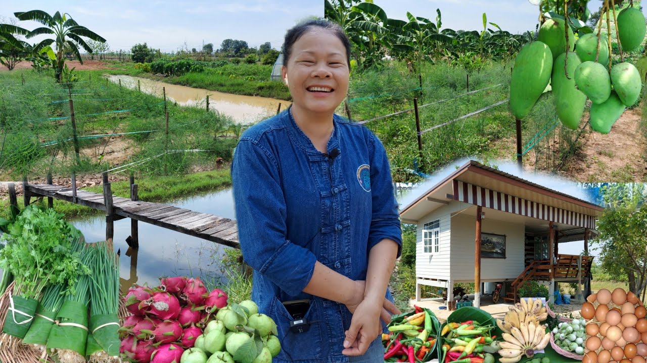 สุดยอดเกษตรผสมผสานจ.ชัยภูมิ!!มีทุกอย่างมีรายได้ทุกวัน..มีความสุขหายป่วยเพราะมาทำเกษตร