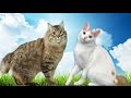 American Bobtail vs Japanese Bobtail Cat - What's the Difference? の動画、YouTube動画。