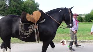 🐴✅ VENDIDO Tobiano Negro Destacado $1.800.000 LOSEQUINOS.COM