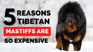 5 Reasons Why Tibetan Mastiffs Are So Expensive