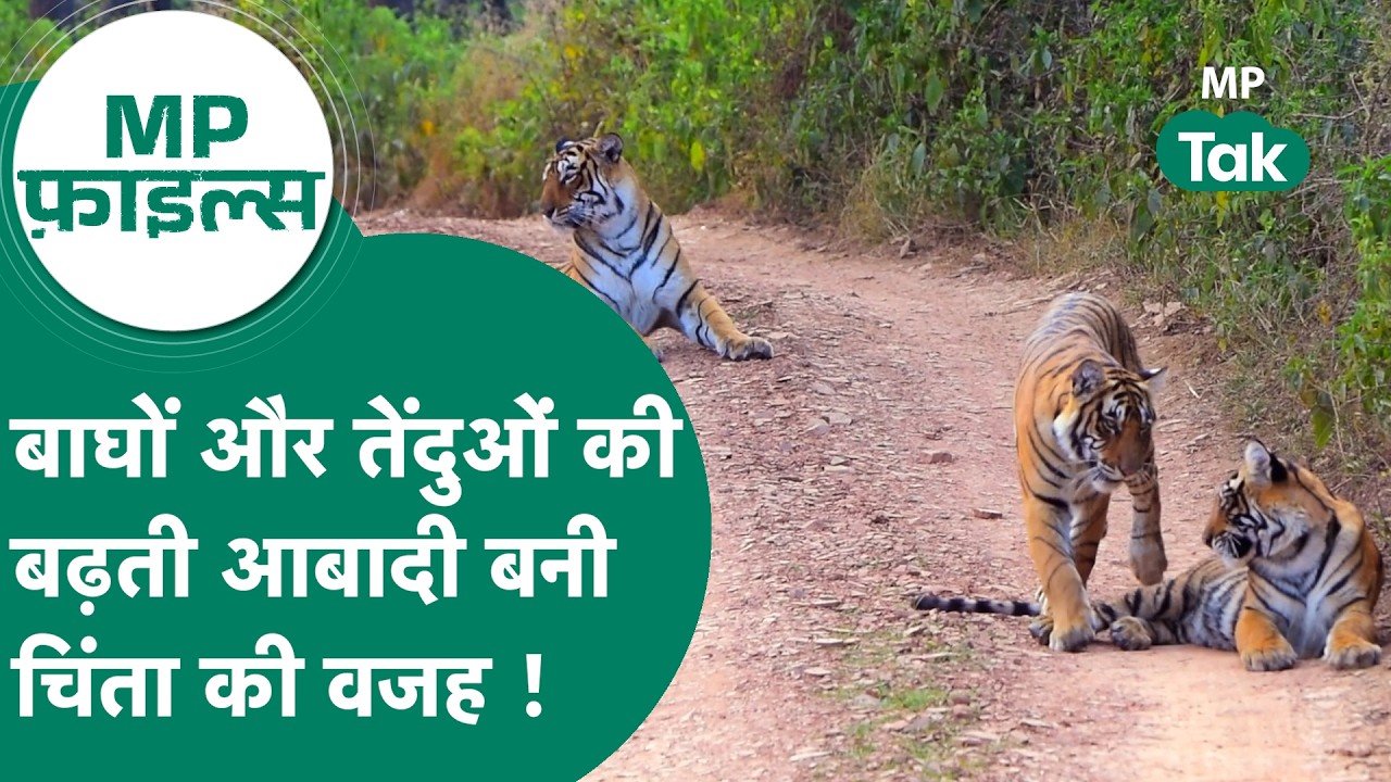 MP Files : MP में बाघों और तेंदुओं की बढ़ती आबादी बनी चिंता की वजह ? ! MP Tak