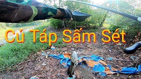 Câu Cá Lóc Pha Kết Thúc Cực Bá Đạo lên ngay hàng khủng | Cha Già Vlogs