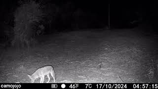 More damn coyotes causing trouble, but at least we caught some pretty cool footage on the trail cam
