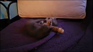 Foster Kitten Quantum Quigglesworth & Quindarious Quincy Battle In Kitten Thunpurrdome Real