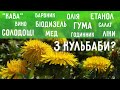 Неймовірно! Все це роблять з кульбаби! / Гляньте на кульбабу іншим поглядом