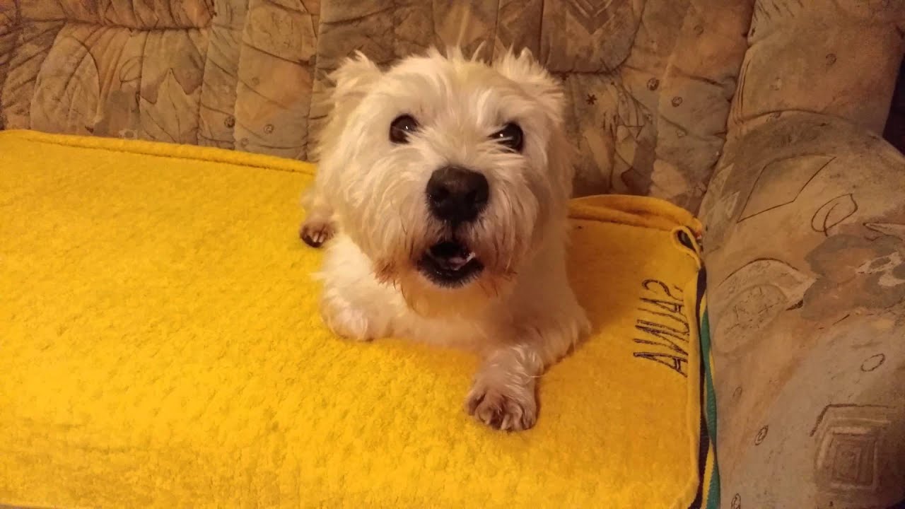 The funniest mobile phone DOG Ringtone Dog Cute Crazy Snoopy YouTube