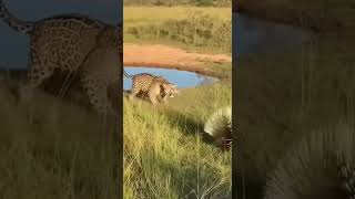Famous Porcupine Shuts Down Leopard Attack Profile