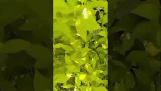 My First Vilog Village