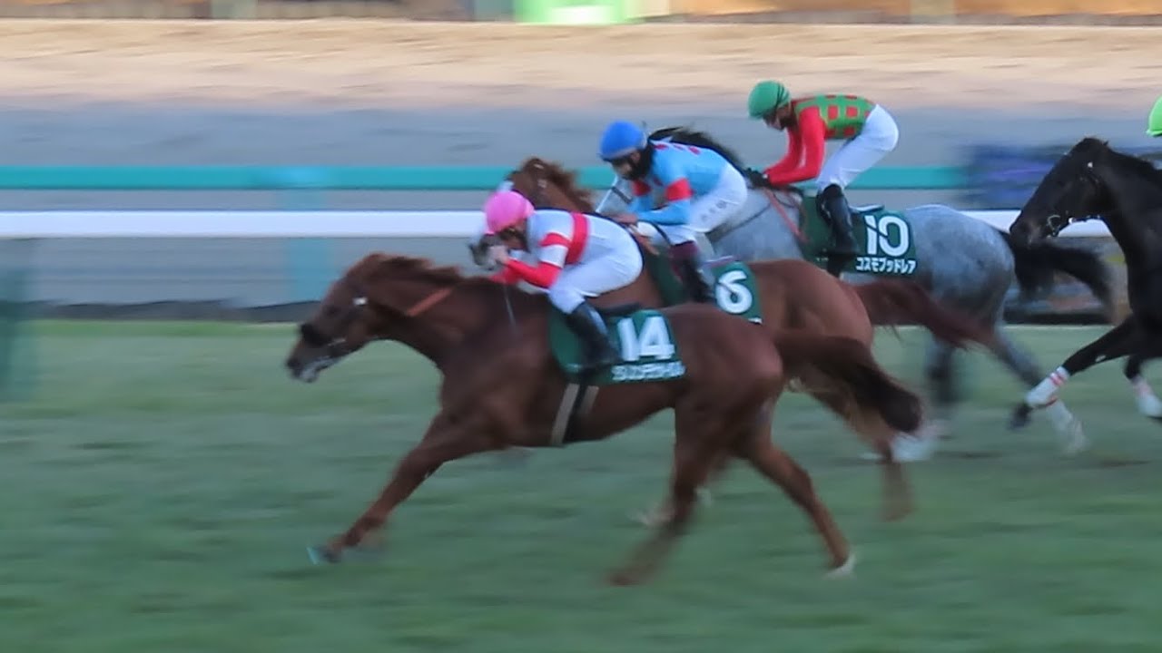 現地】2024/1/14 G3 京成杯 ダノンデサイル 横山 典弘【中山競馬場