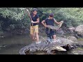 Adventure in forest: Found and catch wild crocodile for food - Cooking crocodile for dinner