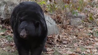 Nixa, Mo., neighborhood latest to spot a black bear