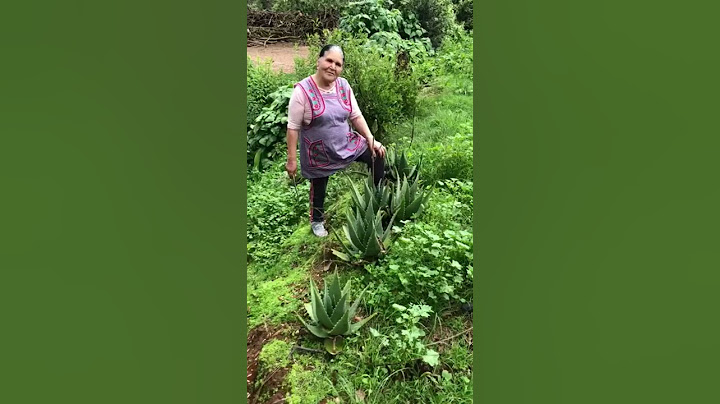Remedios Caseros De Mi Rancho A Tu Cocina