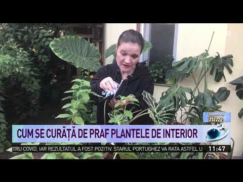 Video: Cum Reacționează Plantele La Atingere - Vedere Alternativă