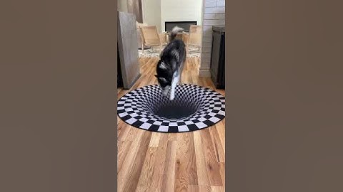 Dogs funny reaction to entering optical illusion rug! #shorts