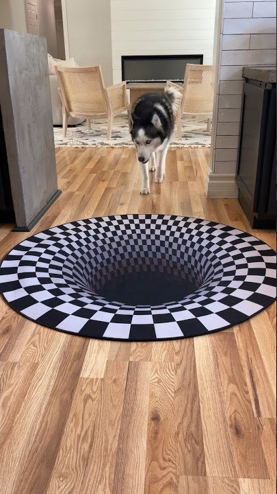 Dogs funny reaction to entering optical illusion rug! #shorts