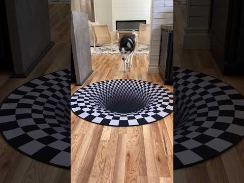 Dogs Funny Reaction To Entering Optical Illusion Rug! Shorts