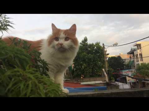 cats-have-mane-like-lions