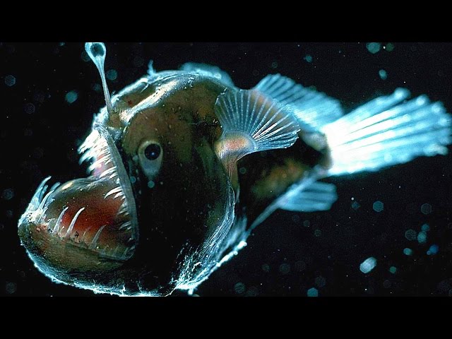 Top 10 Scariest Fish 