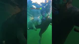 When Manatees Approach You – Heartwarming & Magical 🐋💛#manatee#hugs #animal #oceanhealing