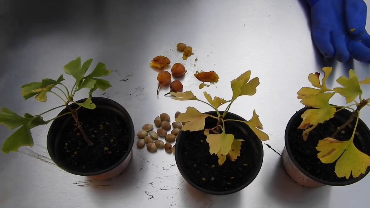 116 Faire Pousser Des Ginkgo Biloba Youtube