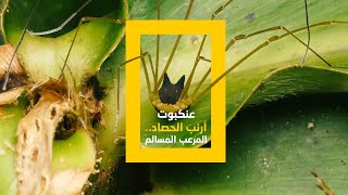 عنكبوت أرنب الحصاد